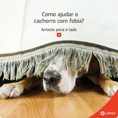 Labyes 11 Agência de Marketing e Publicidade - CMLO
