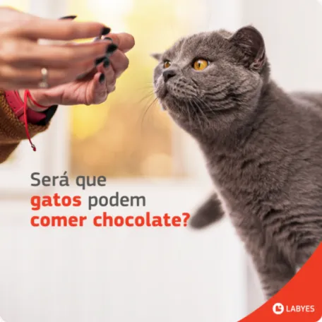 Labyes 7 Agência de Marketing e Publicidade - CMLO