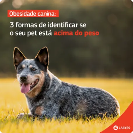 Labyes 12 Agência de Marketing e Publicidade - CMLO