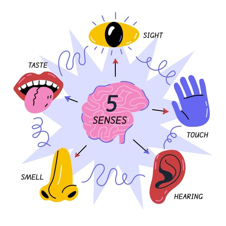 Design de infográfico de 5 sentidos